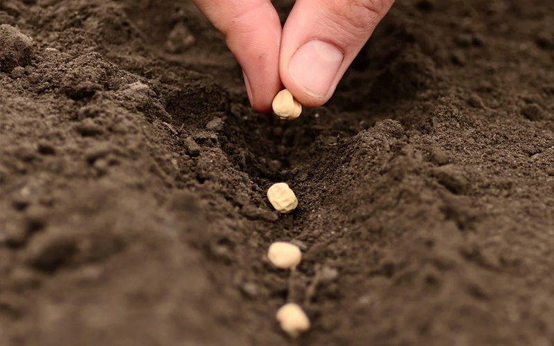 насіння гороху купити